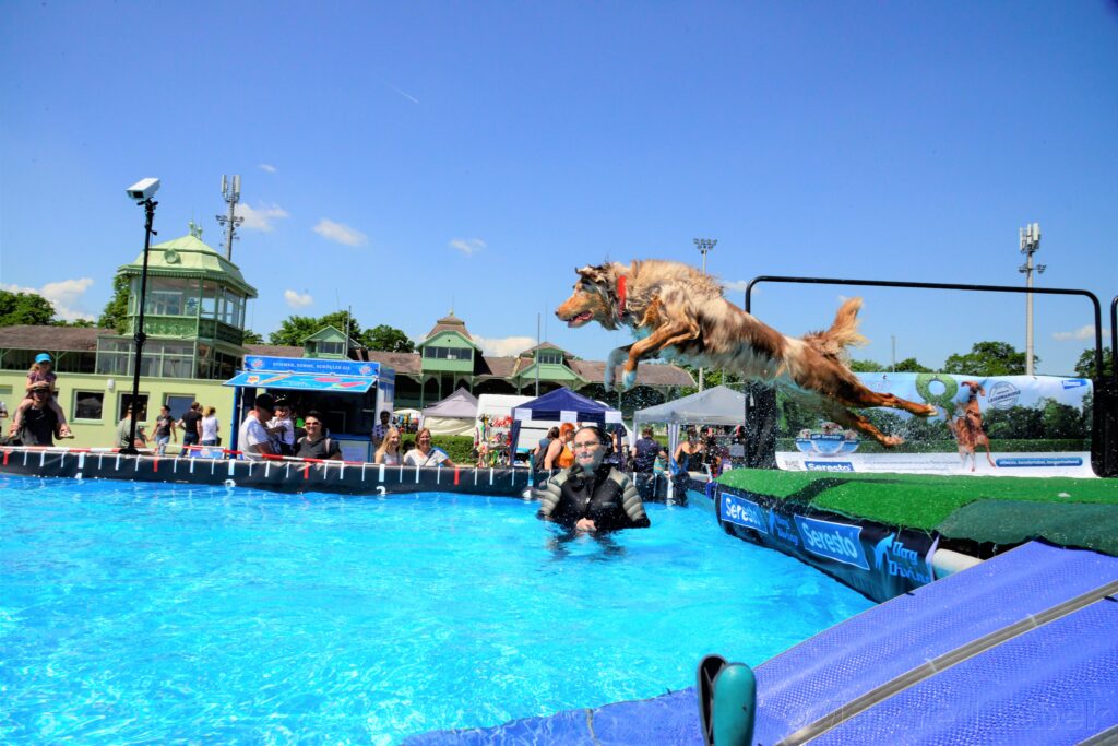 Hundetag Baden - der DogDiving Pool